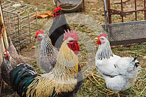 Rooster and hens on a chicken farm