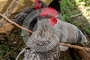 Rooster with hens in a coop