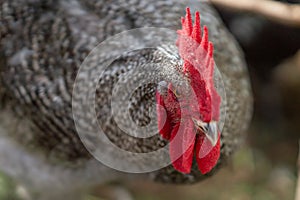 Rooster with hens in a coop