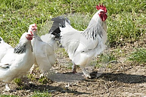 Rooster and hens, white and black feathered rooster and hens photo