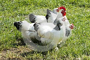 Freerange rooster and hens, beautiful white and black feathered cock and hens in green grass  photo