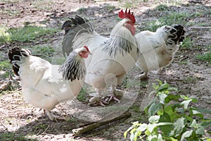 Rooster and hens, freeranging white and black cockerel and hens in farmyard photo