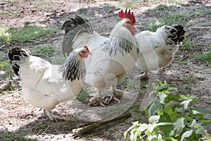Rooster and hens, freeranging white and black cockerel and hens in farmyard