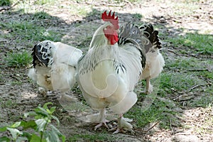 Rooster and hens, freeranging white and black cockerel and hens in farmyard