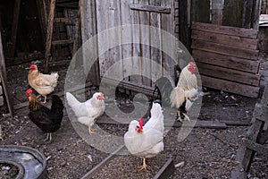 Rooster and hens graze in the courtyard of a rural house in the summer