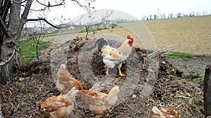 Rooster with hens are on manure