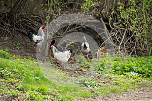 Rooster and hens on natural feed