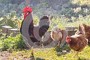 Rooster and hens on nature background.