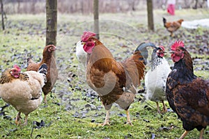 Hens and rooster raised an a organic farm photo