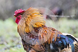 Rooster raised an a organic farm photo