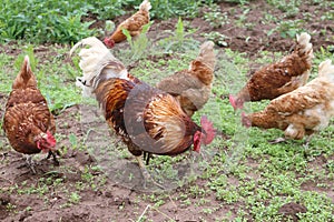 The rooster and hens peck a forage photo