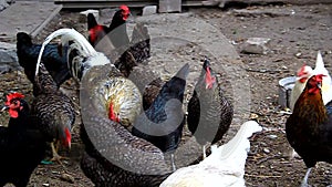 Rooster and hens pecking grain