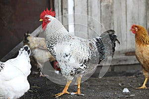 Rooster and hens, poultry