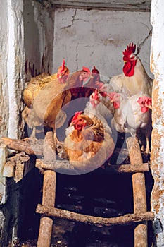 Rooster and hens roosting in an agricultural chicken coop