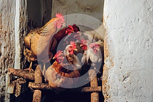 Rooster and hens roosting in an agricultural chicken coop