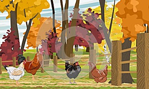 Rooster and hens are walking in the backyard. Fence in front of a bright autumn forest