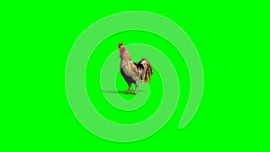 Rooster idle 2 - green screen