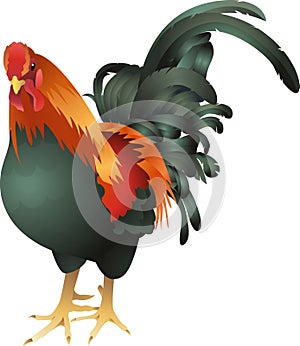 Gallo illustrazioni 