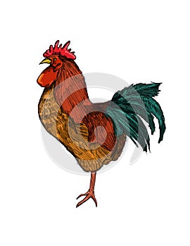 Rooster Illustration