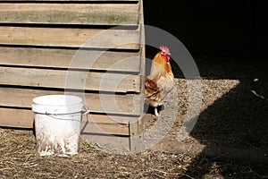 Rooster inside hen house
