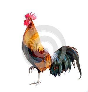 Rooster isolated photo