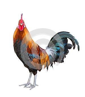 Rooster isolated