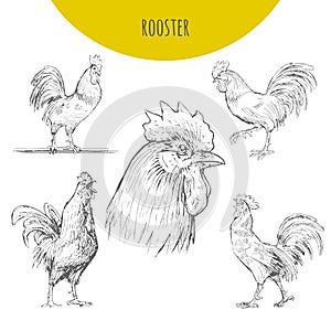 Rooster isolated sketch set. New Year Symbol