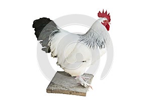 White feathered rooster with black tail and red cockscomb - isolated on white photo