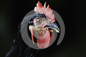 A rooster and its close up photo