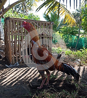 The Rooster from Java has many spesies