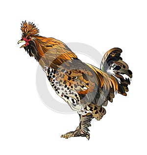 Rooster