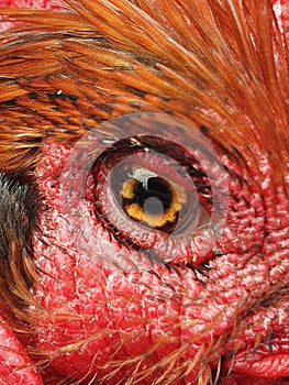 Rooster looking in the camera. Macro eye of rooster. Chicken eye