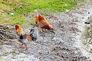 Rooster looking for food