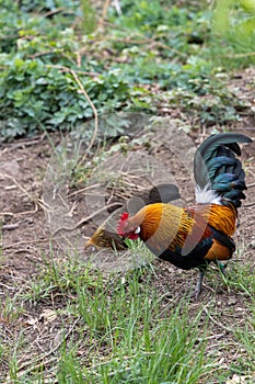A rooster looking for food with his hen in a wild meadow