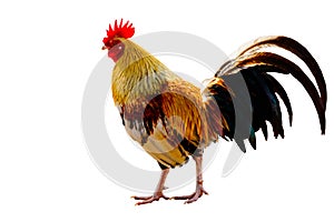 Rooster Male Chicken isolate white background with clipping pa
