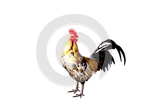 Rooster Male Chicken isolate white background with clipping pa