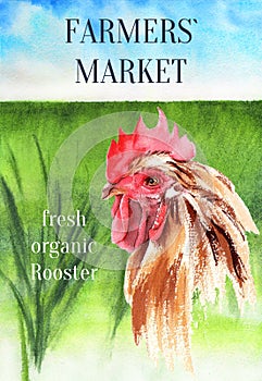 Rooster on the natural landscape. Poster farm animals watercolor.