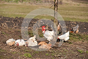 Rooster near hens having a dust bath on a warm day