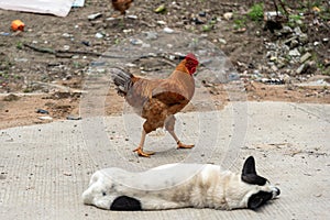 Rooster next to a sleeping dog.