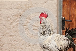 A rooster outside a farm