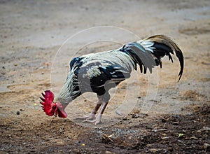 Rooster pecking the ground for food.