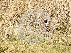 Rooster Pheasant