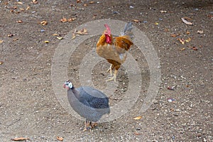 Rooster and pheasant walk around the yard