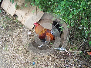 Rooster in the Phillipines