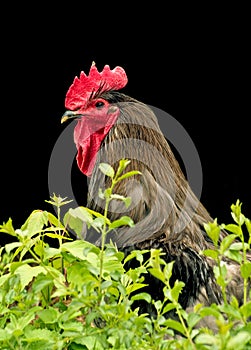 Rooster portrait photo