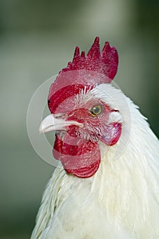 Rooster portrait