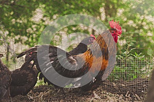 Rooster portrait in the chiken coop