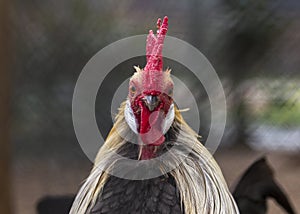 Rooster portrait, comb and kin flaps in a straight line, straight from the front, in a chicken coop photo