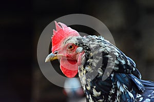 Rooster portrait, profile, dark background