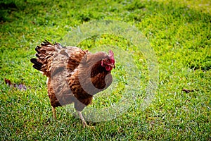 Rooster portrait with red hackles and wattles.